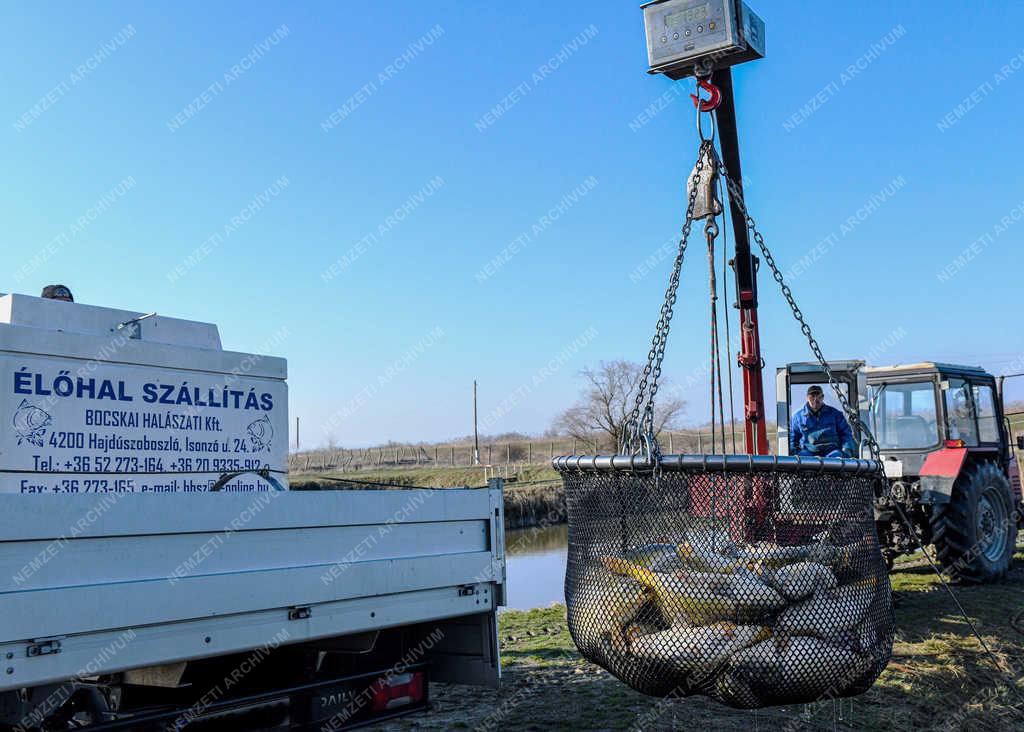 Halgazdaság - Hajdúszoboszló - Lehalászás