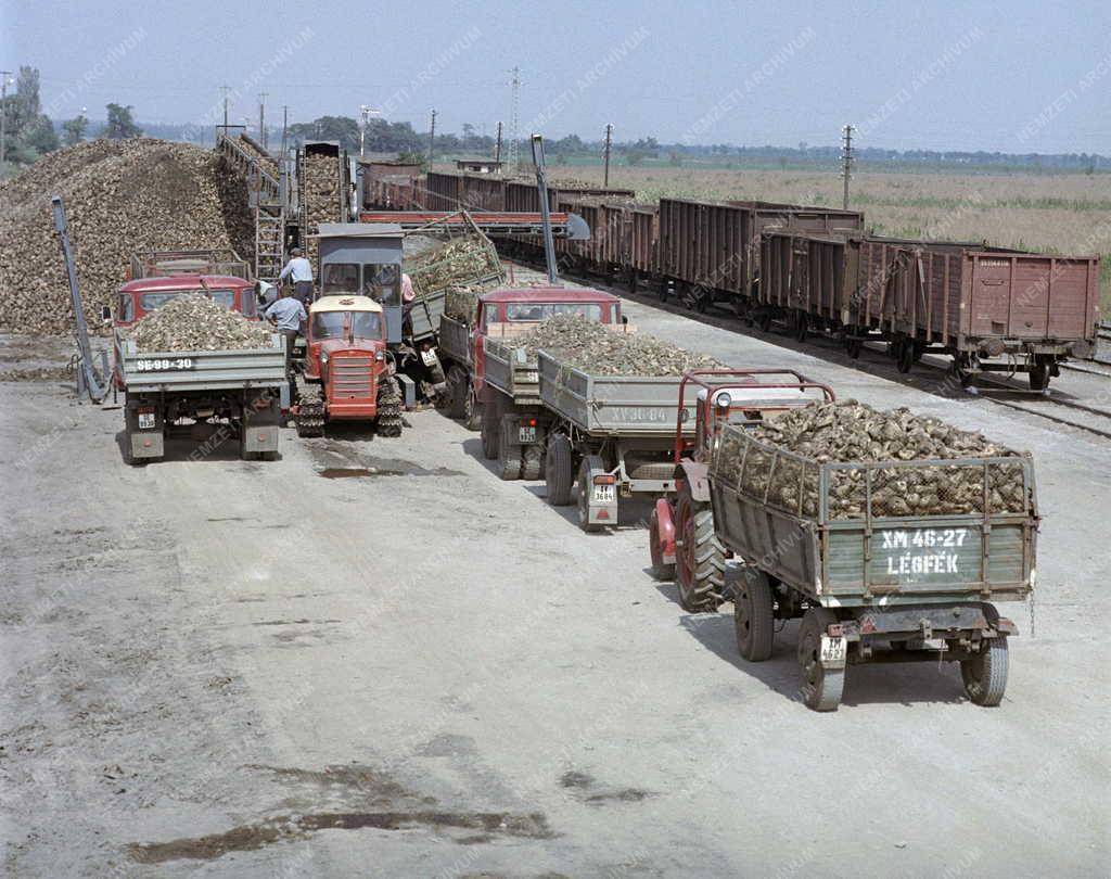 Mezőgazdaság - Szállítmányozás - Cukorrépa feldolgozás