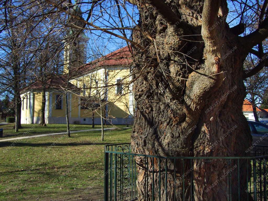 Természet - Pilisvörösvár - Háromszáz éves emlékfa