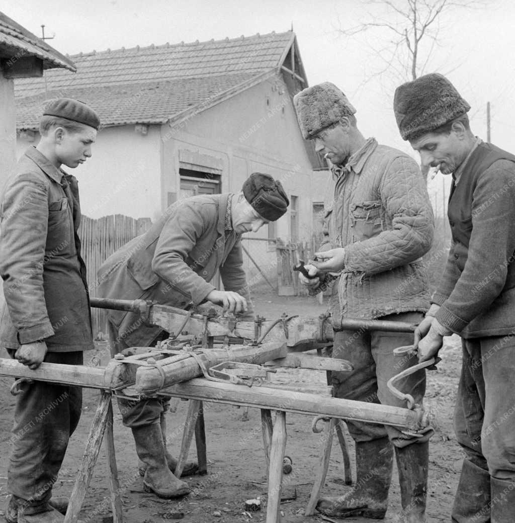 Mezőgazdaság - Baracs–Kisszentmiklósi Szorgalom termelőszövetkezet