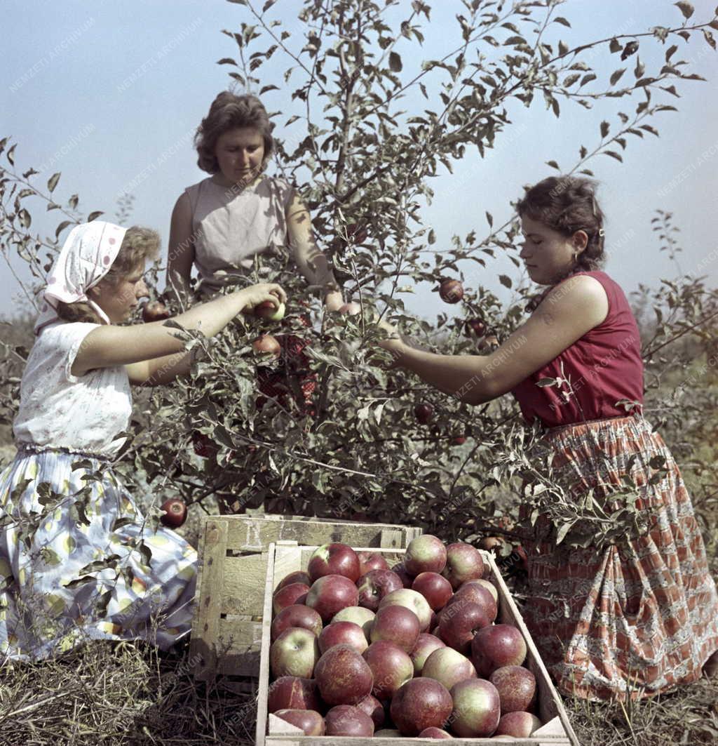 Növénytermesztés - A jövő gyümölcsfája
