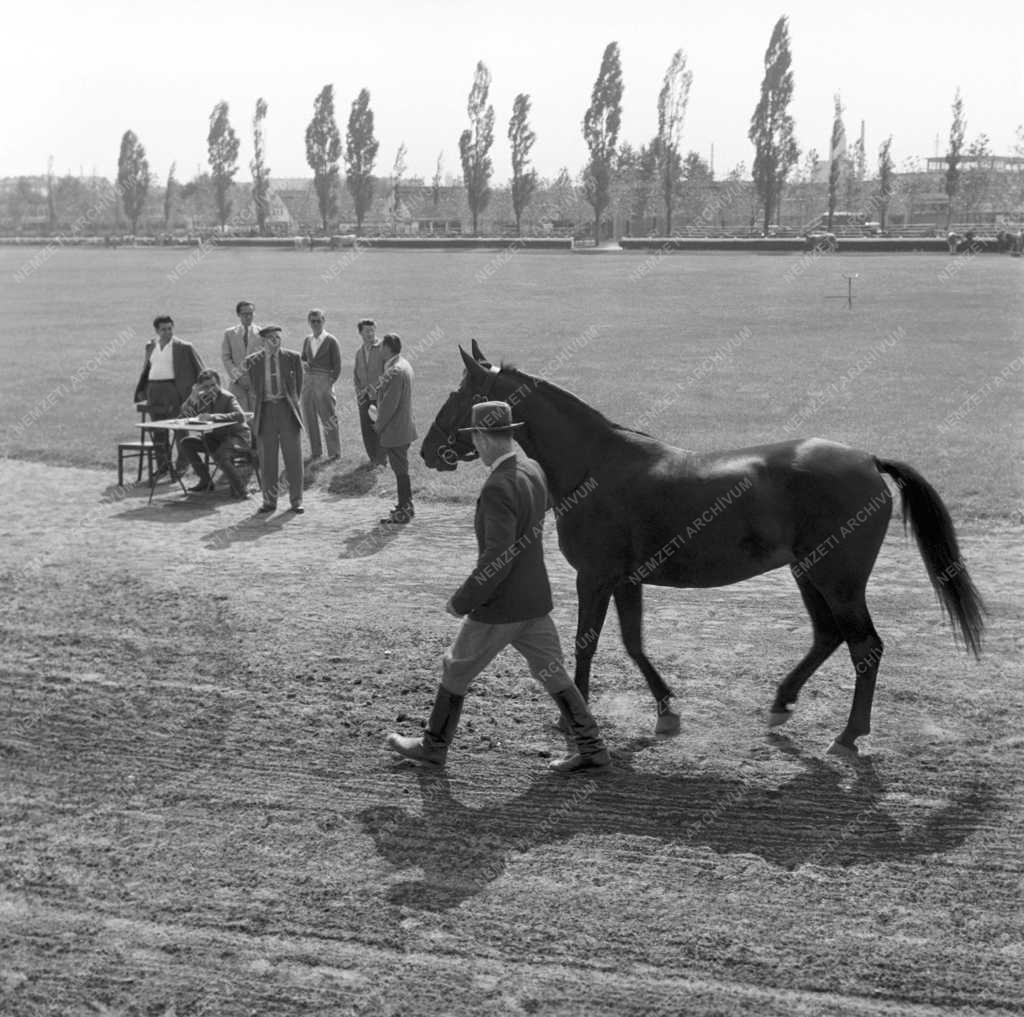 Mezőgazdaság - Lóbírálat a Mezőgazdasági Kiállításon