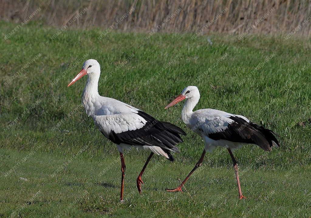 Természet - Hortobágy - Megjöttek a gólyák a Hortobágyra