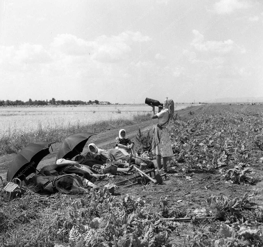 Gazdaság - Mezőgazdasági munka - Pihenő asszonyok
