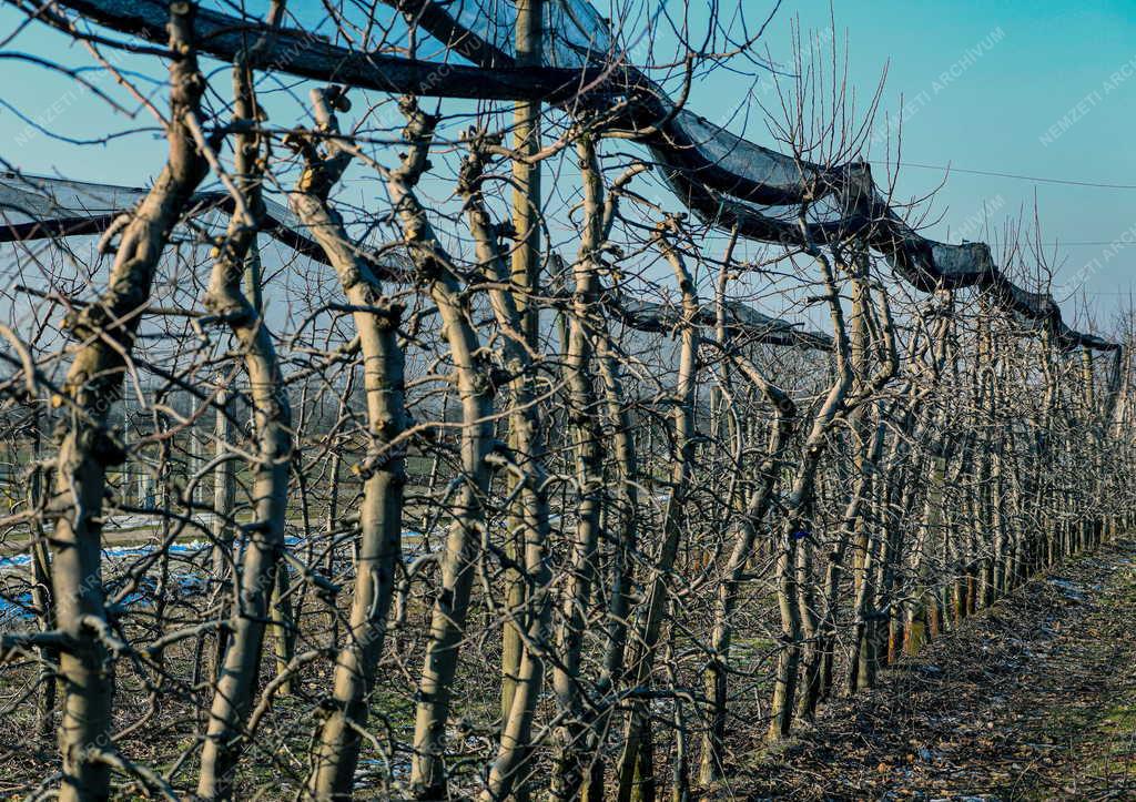 Mezőgazdaság - Metszik az almafákat Debrecen határában