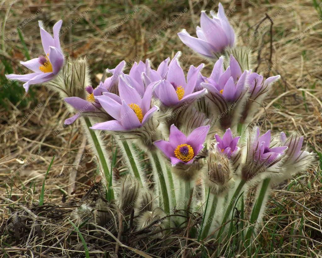 Természet - Virágzik a leánykökörcsin 