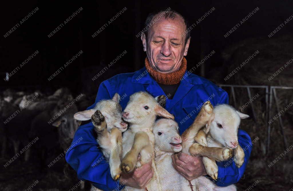Állattenyésztés - Hortobágy - Születnek a húsvéti bárányok