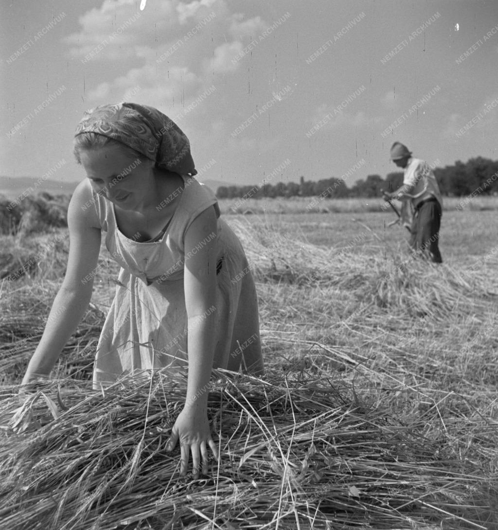 Mezőgazdaság - Aratás a pásztói Béke Tsz-ben