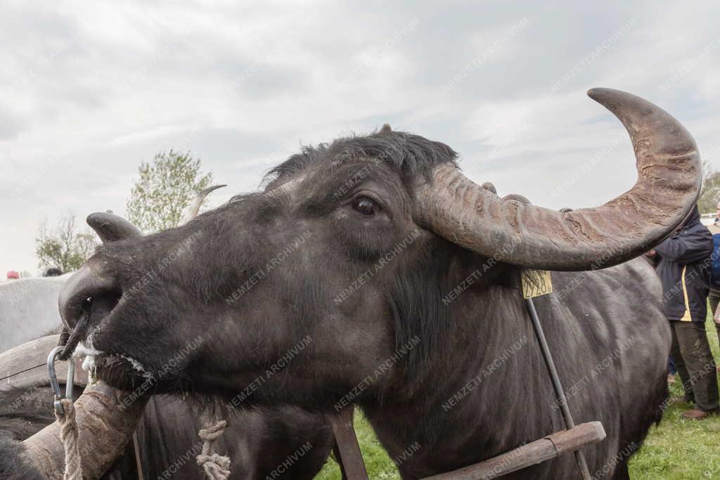 Turizmus - Hortobágyi Nemzeti Park