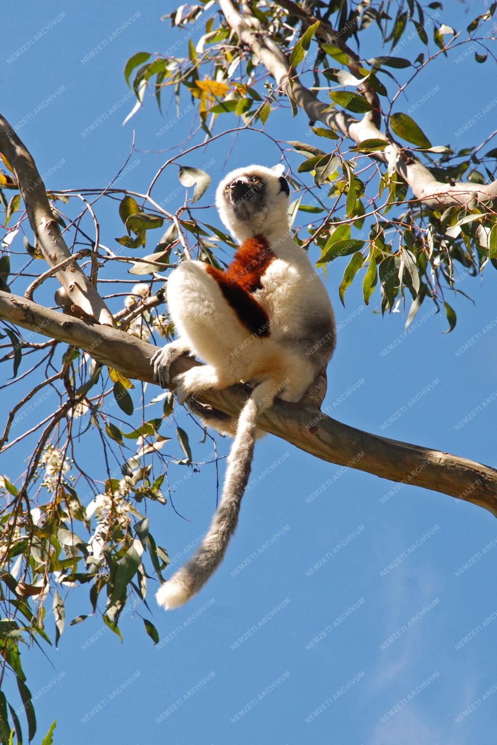 Madagaszkár - Lemurs' Park - Coquerel-szifaka