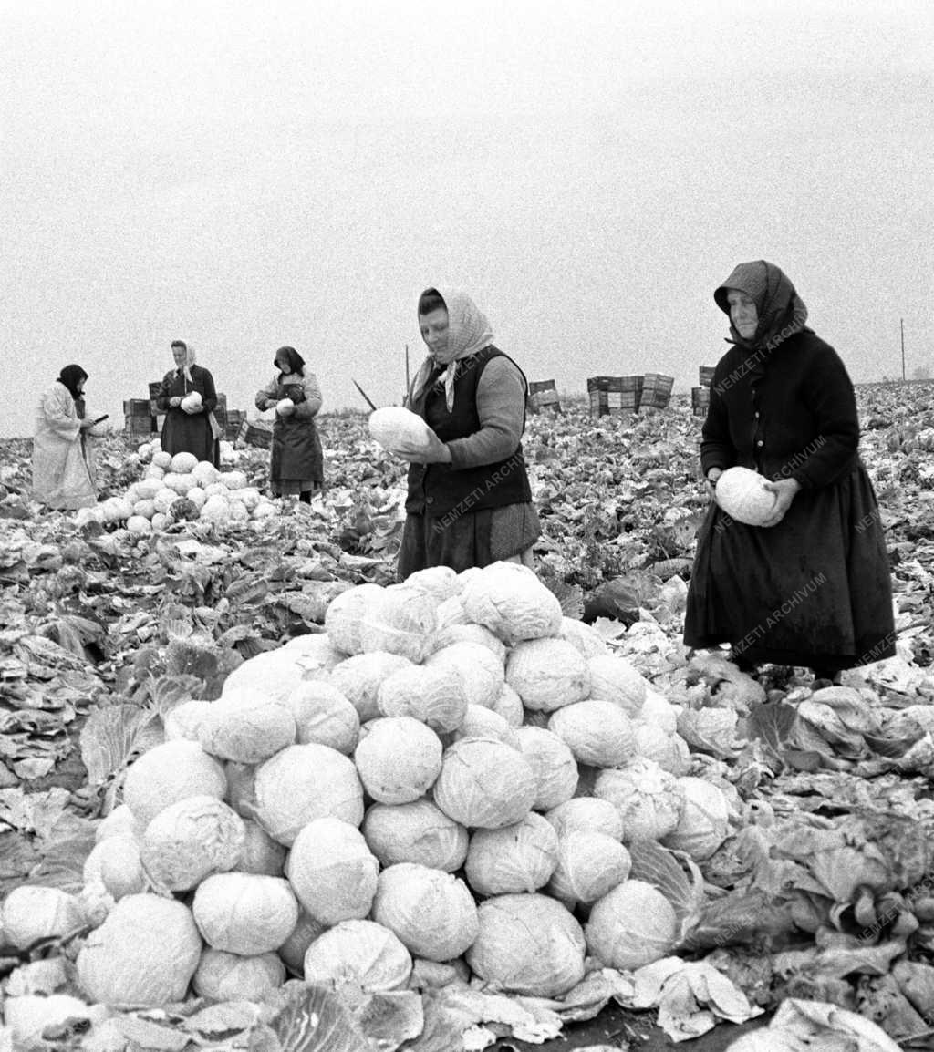Mezőgazdaság - Savanyúság a kiskunlacházi Új Barázda Tsz-ből