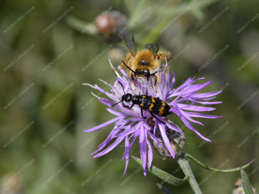 Természet - Budapest - Darázscincér