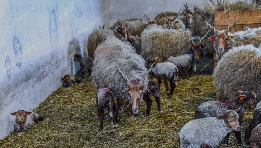 Állattenyésztés - Hortobágy - Őshonos rackák tartása 