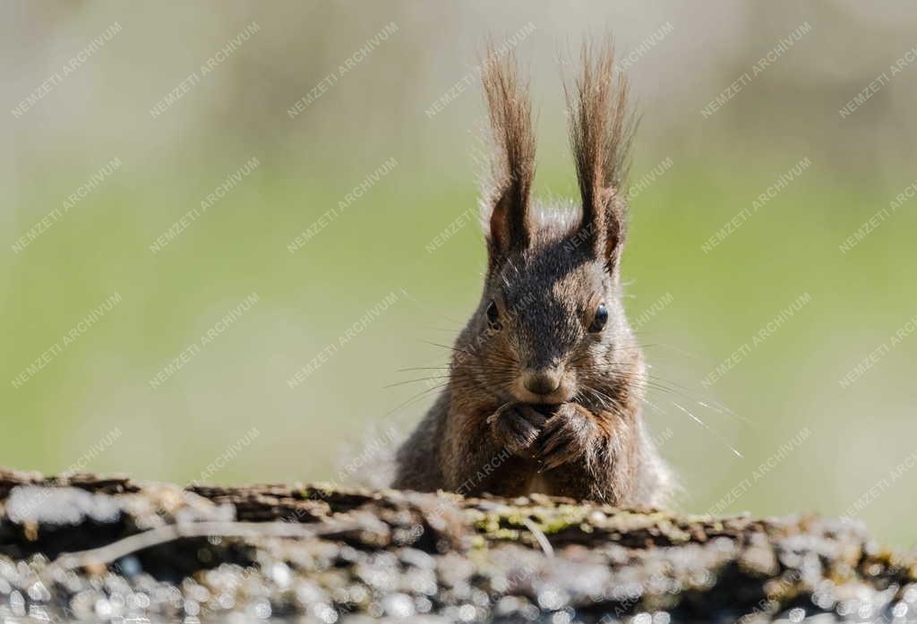Természet - Erdei mókus Tőserdőn