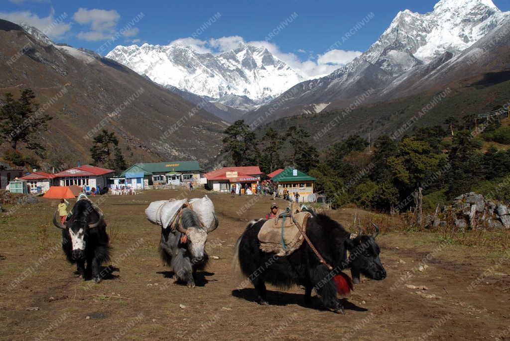 Nepál - Tengboche - Teherszállítás jakokkal
