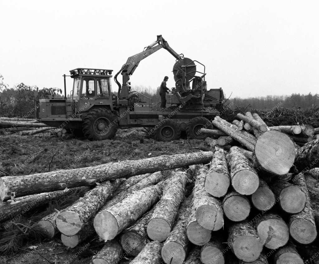 Fakitermelő géplánc  