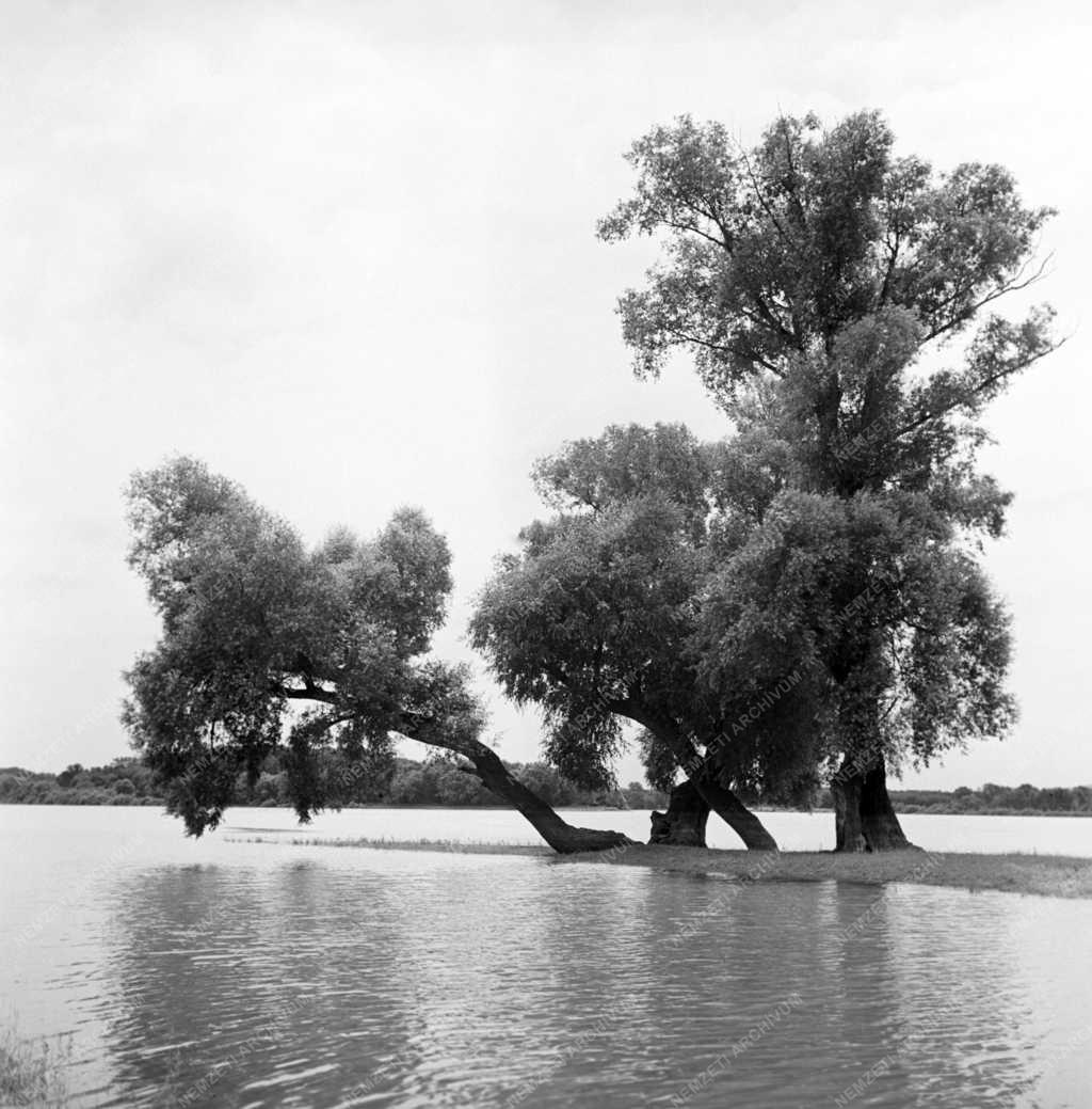 Természet - Dunai tájkép