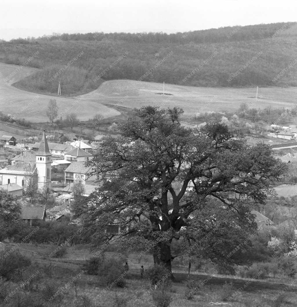 Természet - Kihajtott az őstölgy