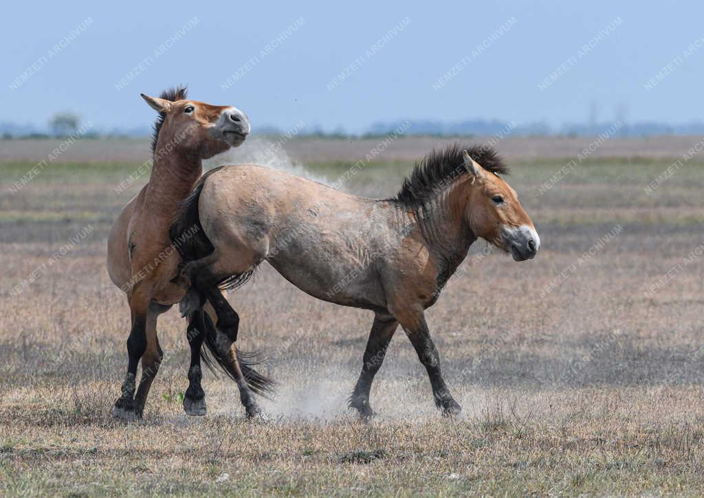 Állatvilág - Hortobágy - Przewalski-lovak