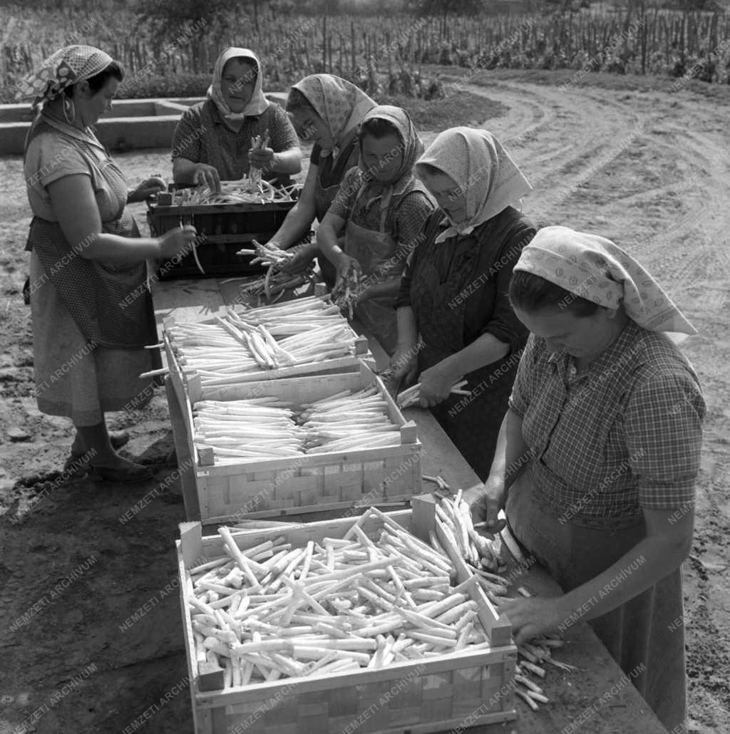 Mezőgazdaság - Inárcsi Március 21. Termelőszövetkezet