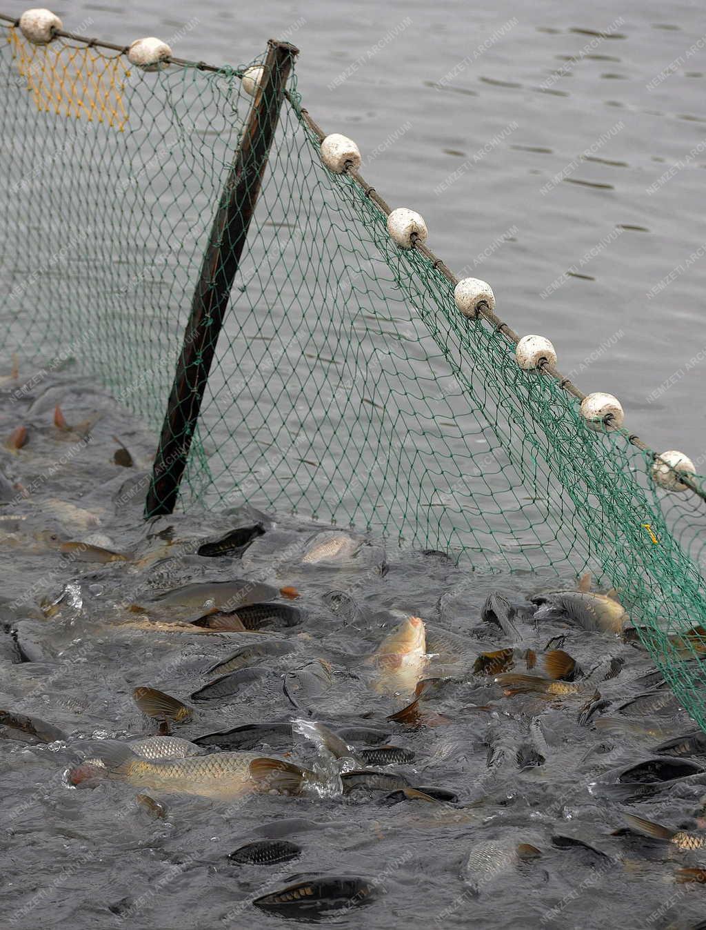 Halgazdaság – Hajdúszoboszló - Őszi lehalászás