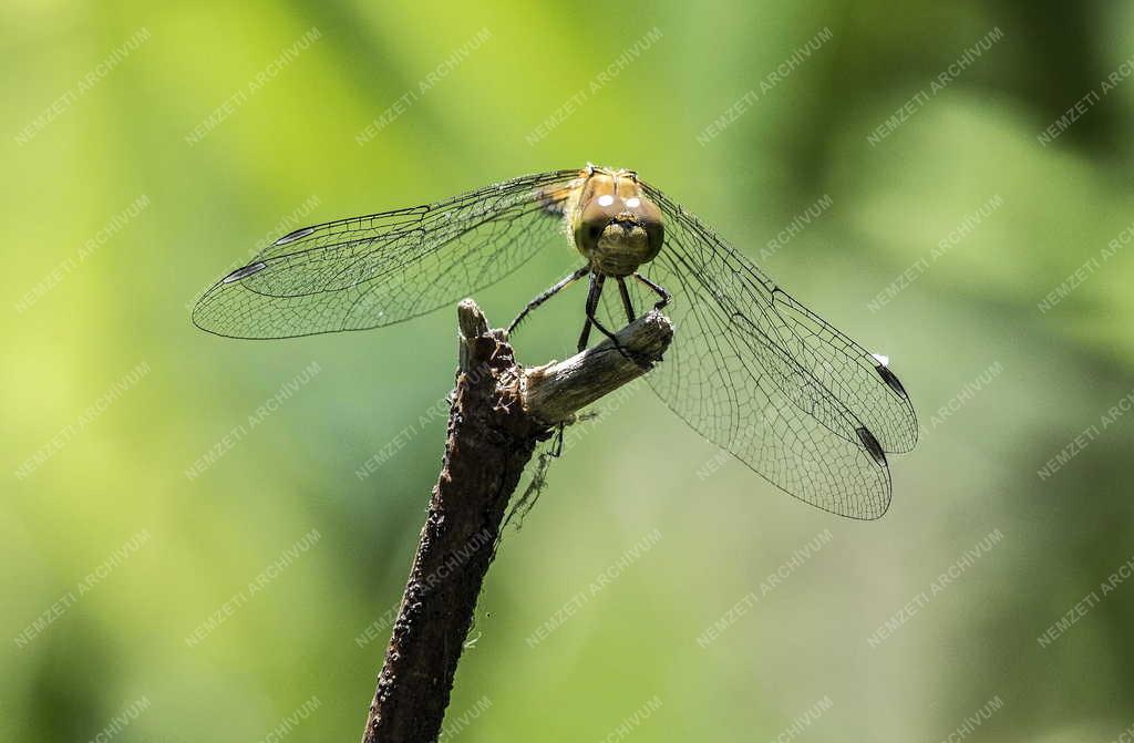 Temészet - Budapest - Gyakori szitakötő