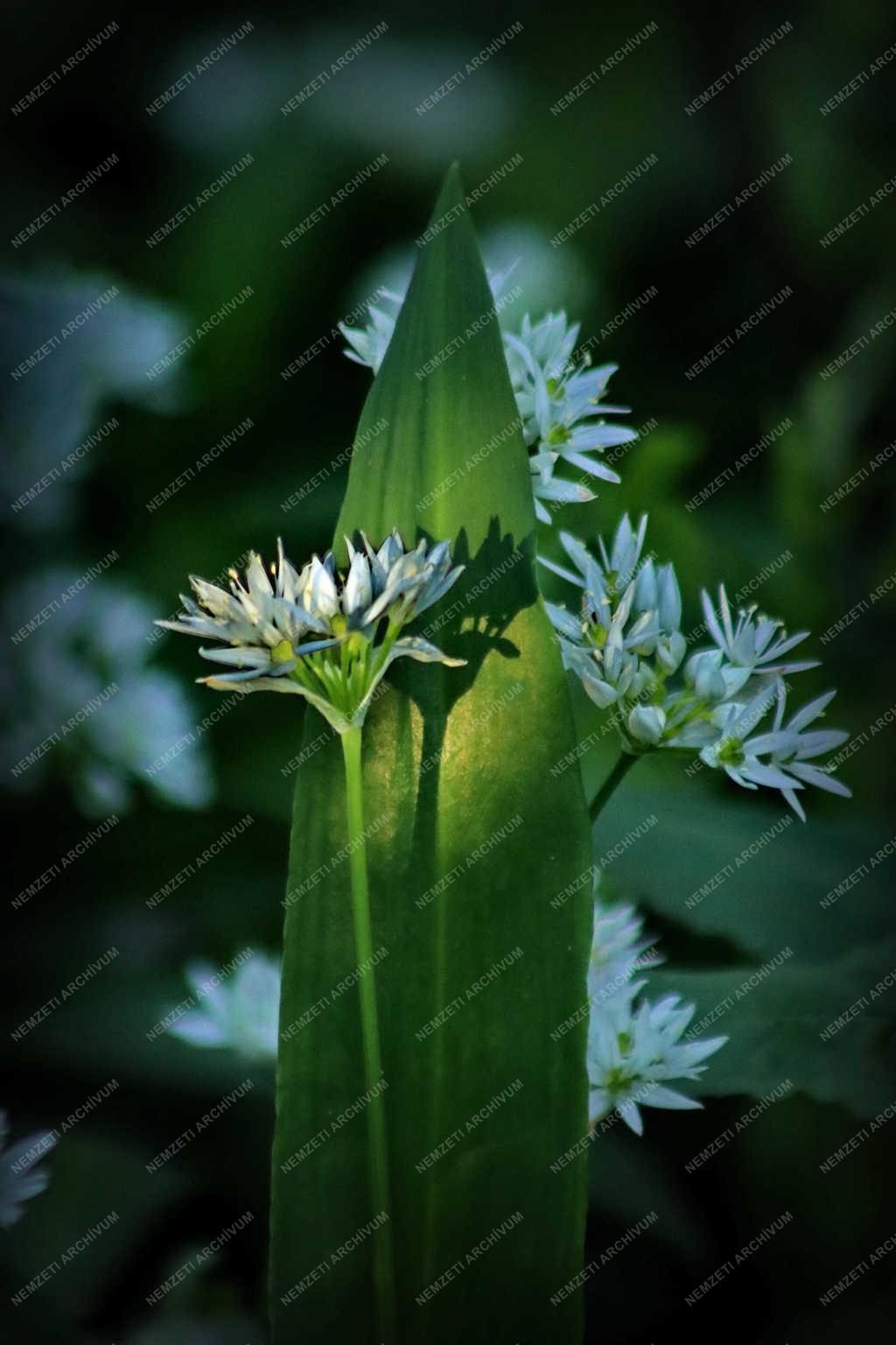 Természet - Ganna - Medvehagyma