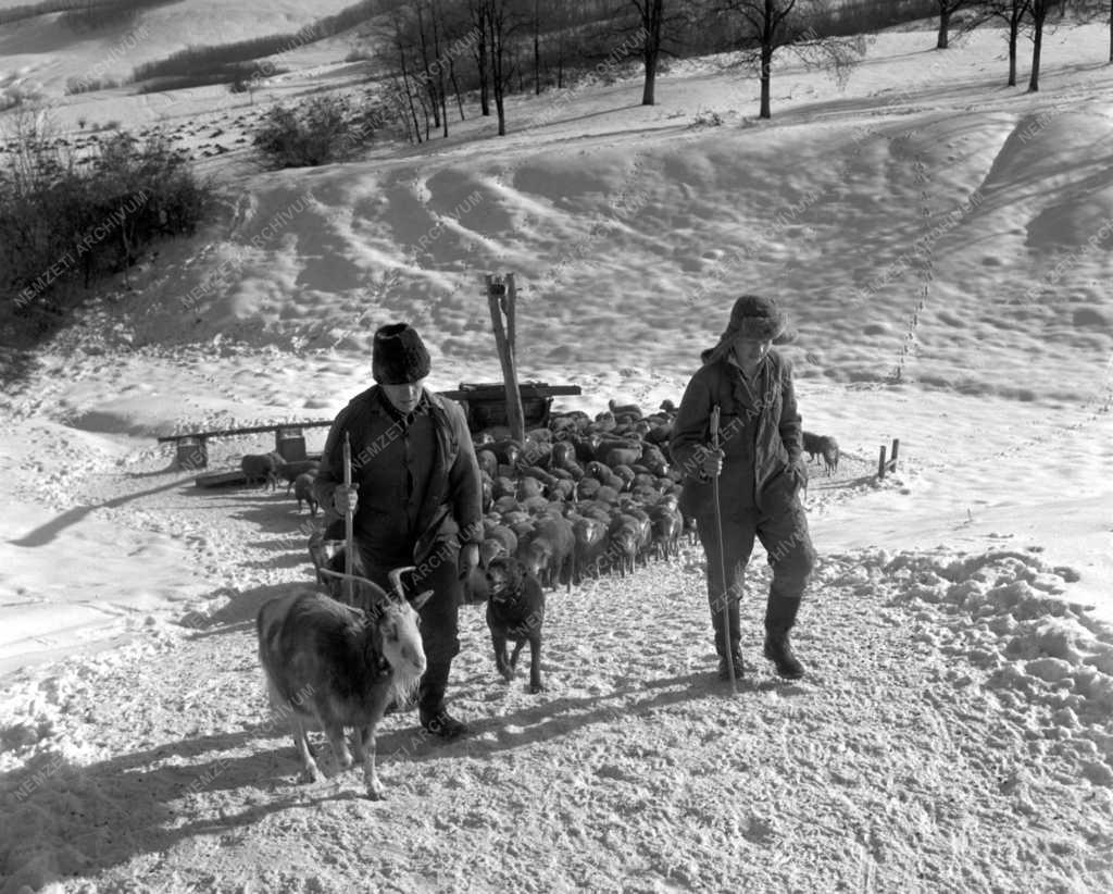 Táj - Falu élete - Kisvejke