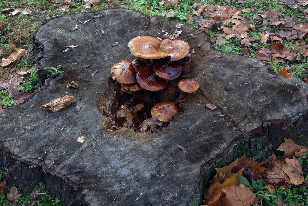 Természet -  Őszi gomba a fagyökéren