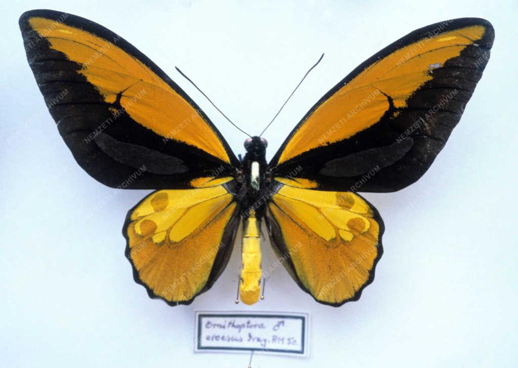 Entomológia - Bezsilla László lepkegyűjteménye