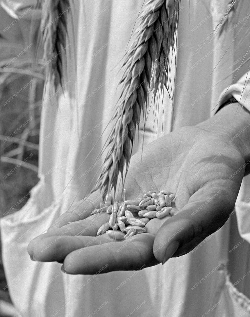 Mezőgazdaság - Duna-Tiszaközi Mezőgazdasági Kísérleti Intézet