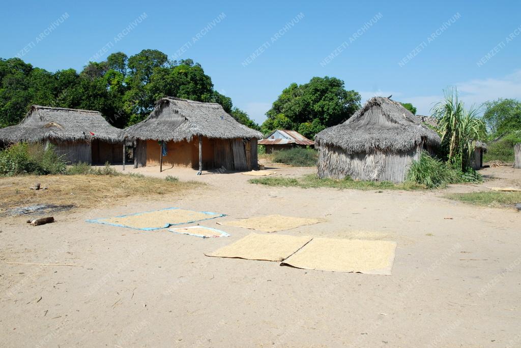 Madagaszkár - Ambatolahy - Rízs szárítás
