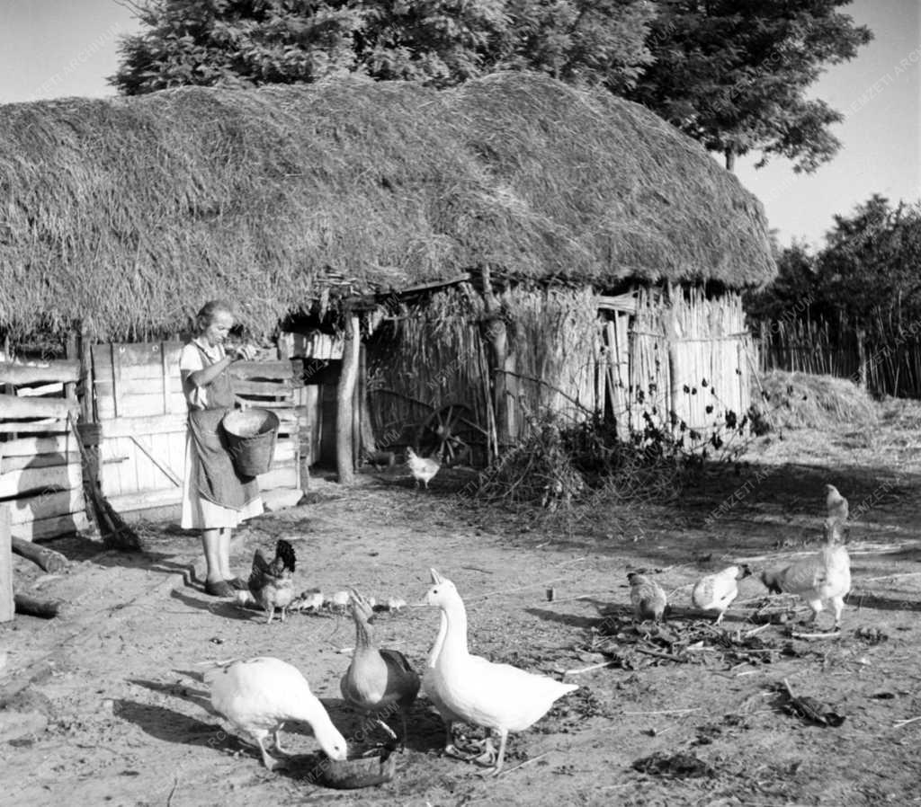 Mezőgazdaság - Baromfiudvar Enyingen