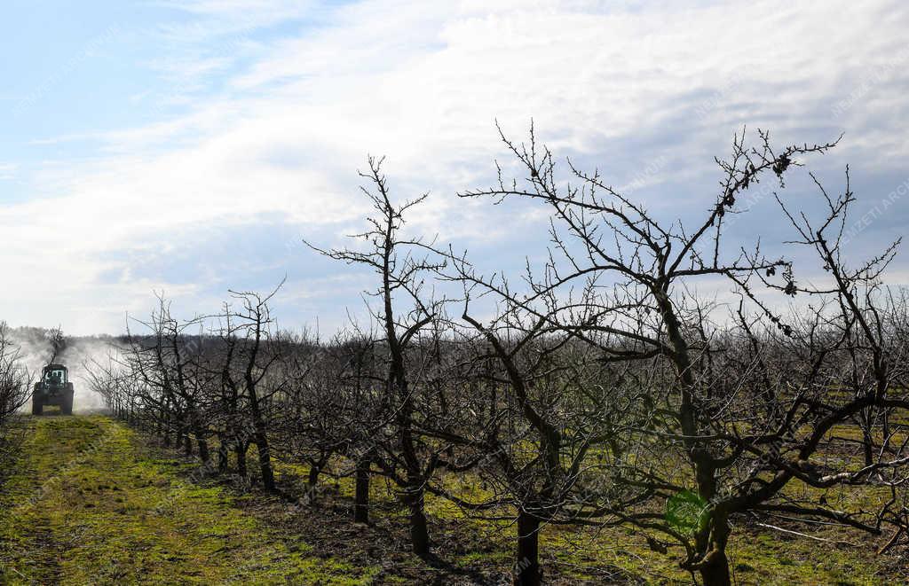 Mezőgazdaság - Debrecen - Gyümölcsfák tavaszi permetezése