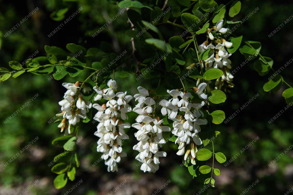 Természet - Akácvirágzás