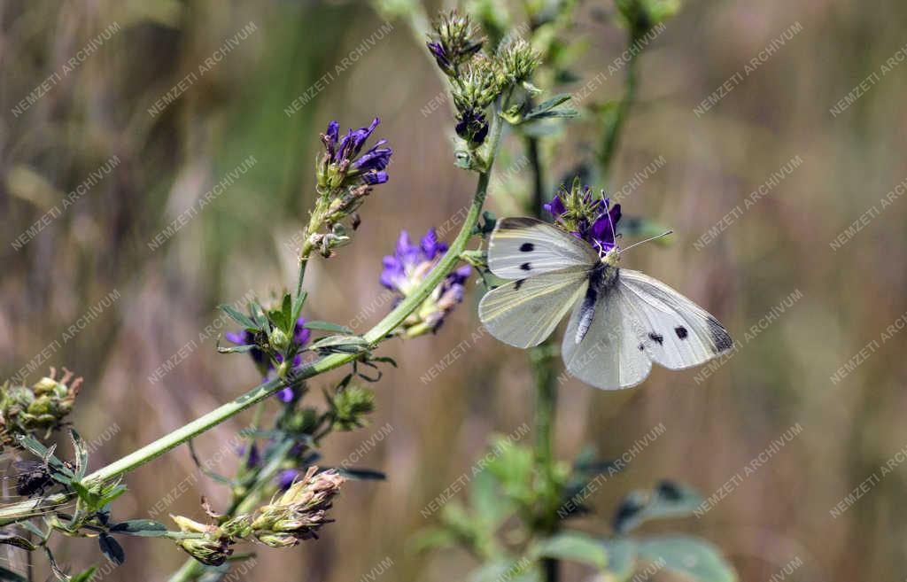 Természet - Budapest - Répalepke