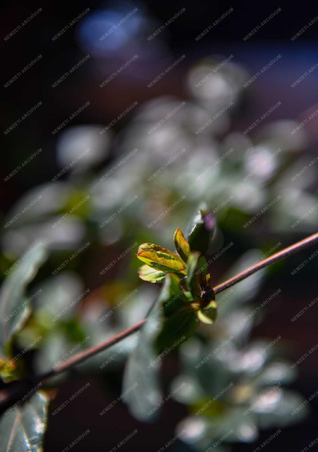 Természet - Tavasz - Rügyezés