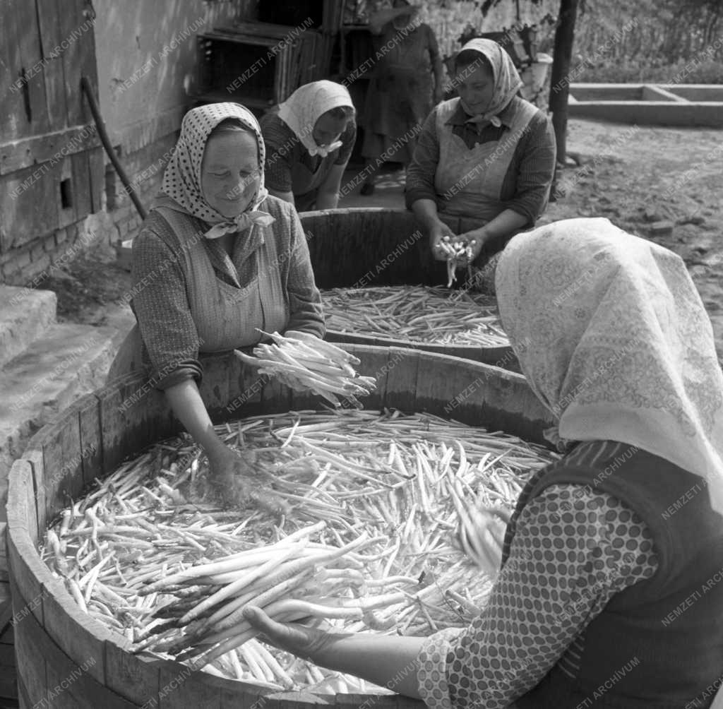 Mezőgazdaság - Inárcsi Március 21. Termelőszövetkezet