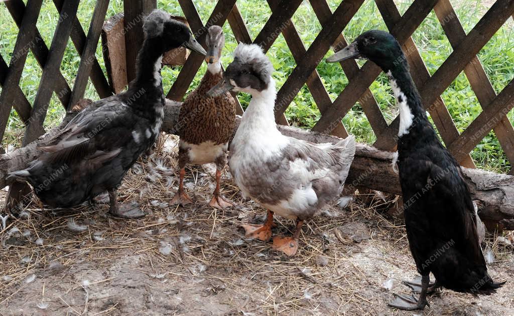 Néphagyomány - Ipolydamásd - Középkori falu kiállítás
