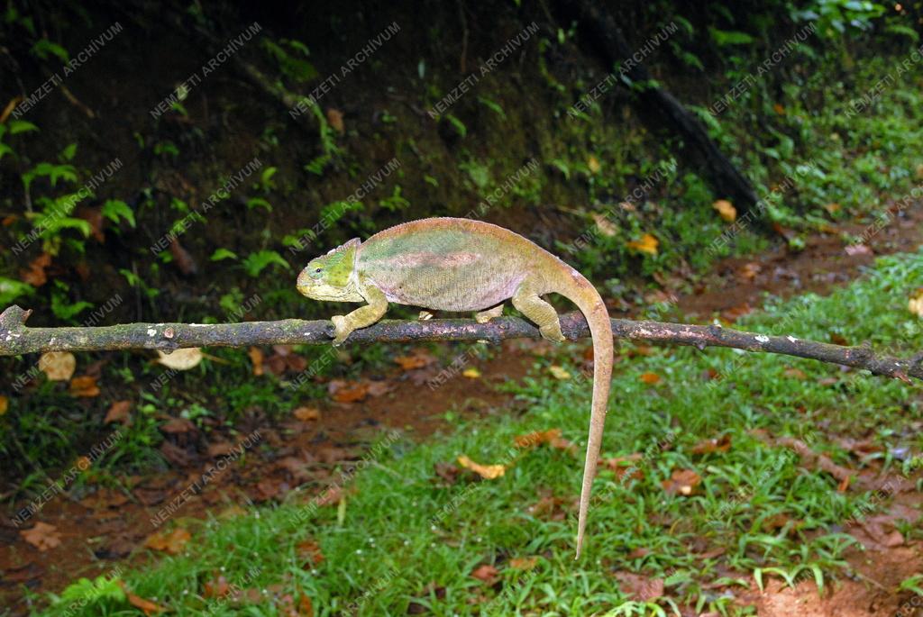 Madagaszkár - Ambre-hegyi Nemzeti Park - Kaméleon