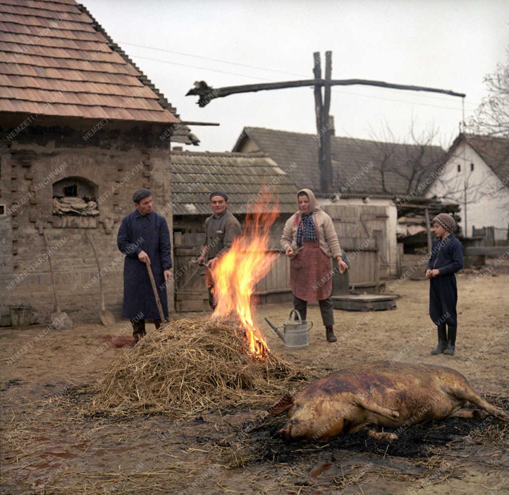 Mezőgazdaság - Disznóvágás