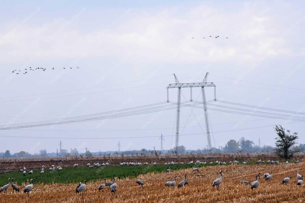 Természet - Nádudvar - Darvak vonulása