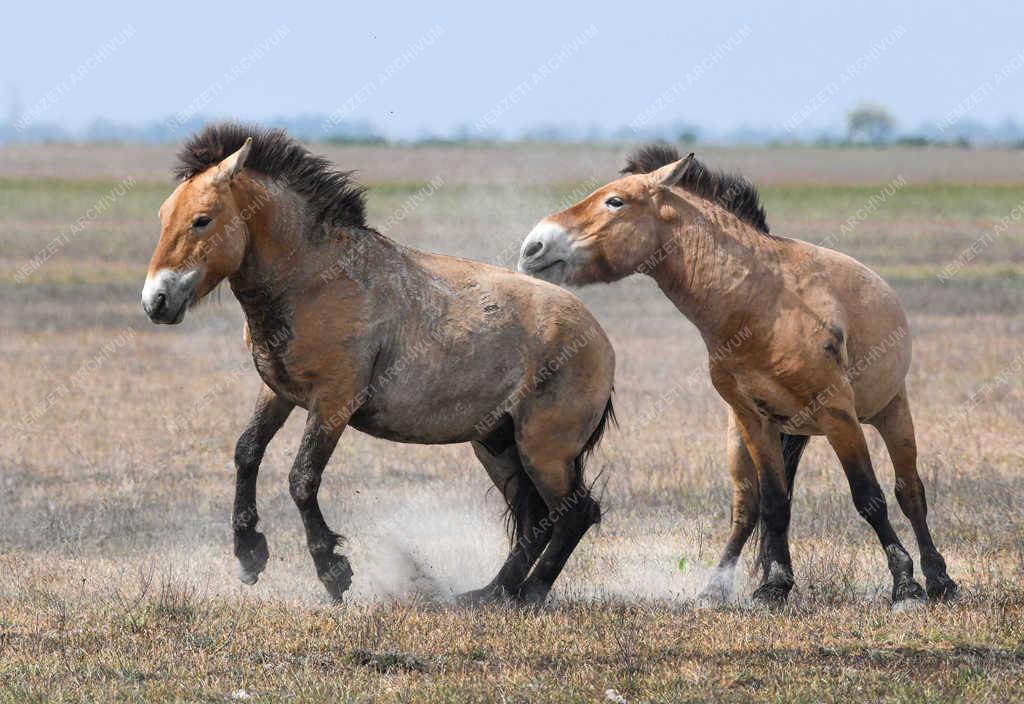 Állatvilág - Hortobágy - Przewalski-lovak