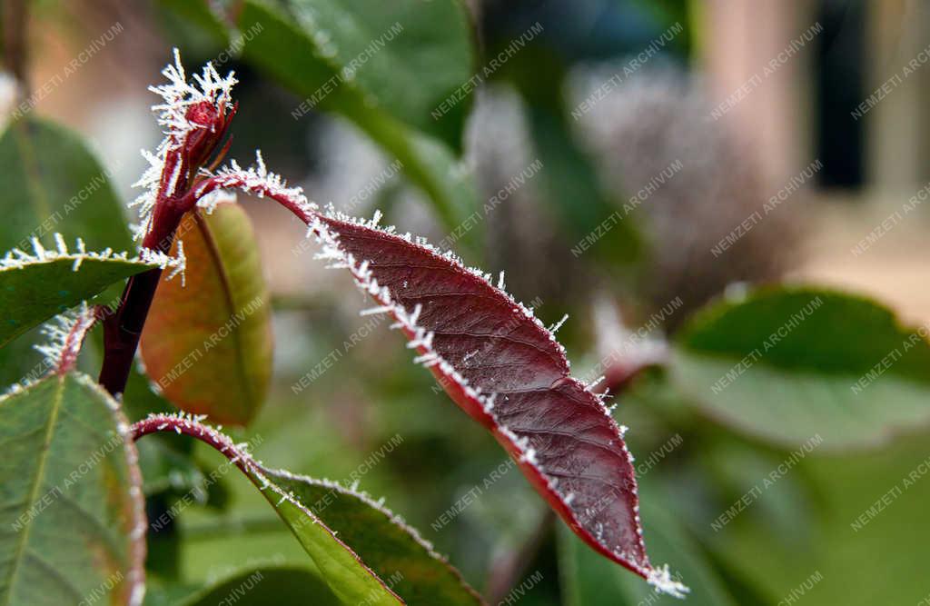 Természet - Tiszacsege - Zúzmarás levelek 