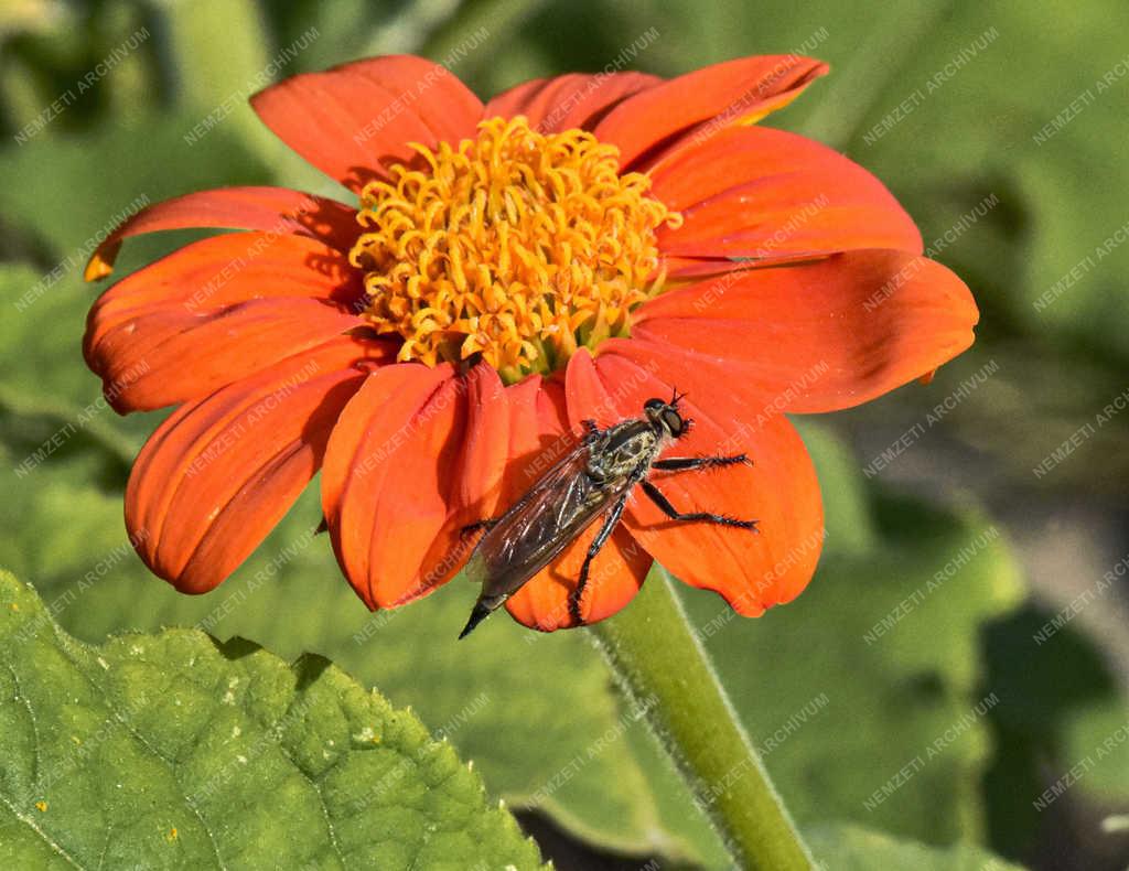 Természet - Budapest - Homoki farkaslégy