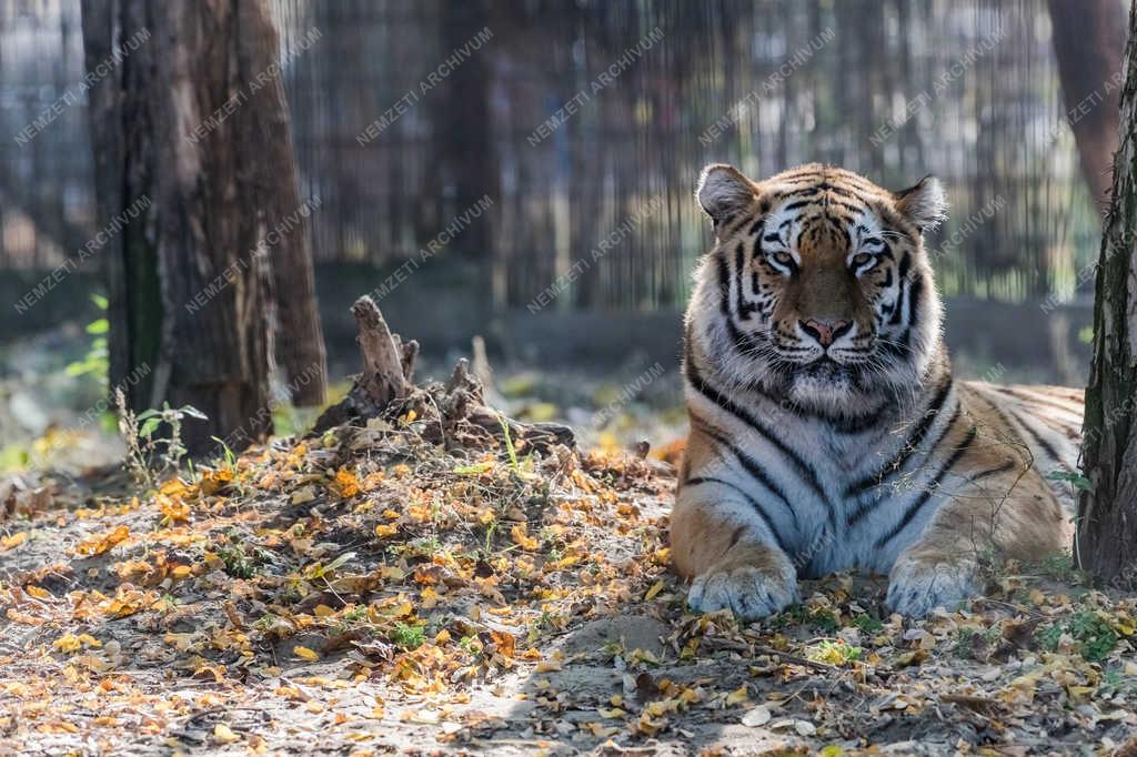 Természetvédelem - Felsőlajos - Bengáli tigris 