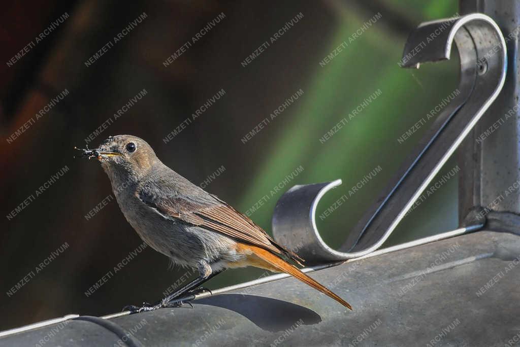 Természet - Nyíregyháza - Házi rozsdafarkú.