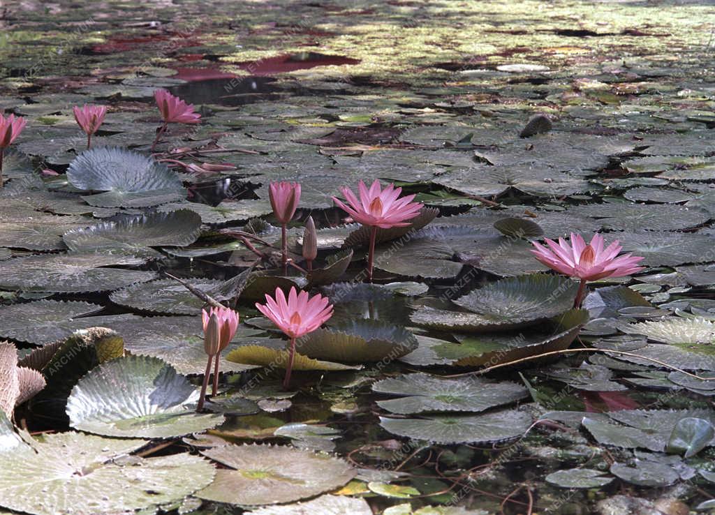 Természet - Miskolctapolcai tó