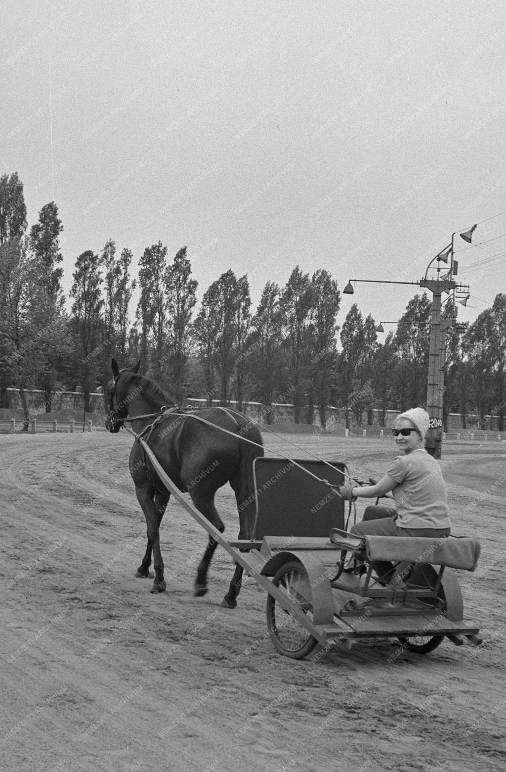 Sport - „Júlia-díj” amatőr ügetőverseny