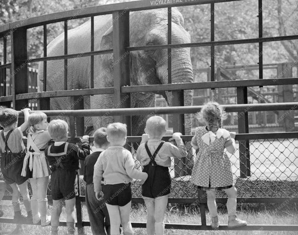 Állatvilág - Séta az Állatkertben